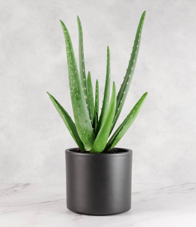 Aloe Vera