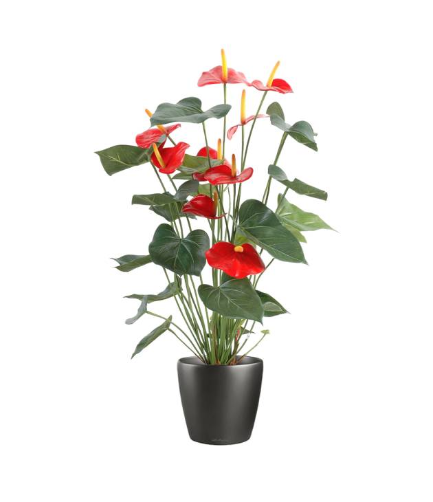 Anthurium rouge