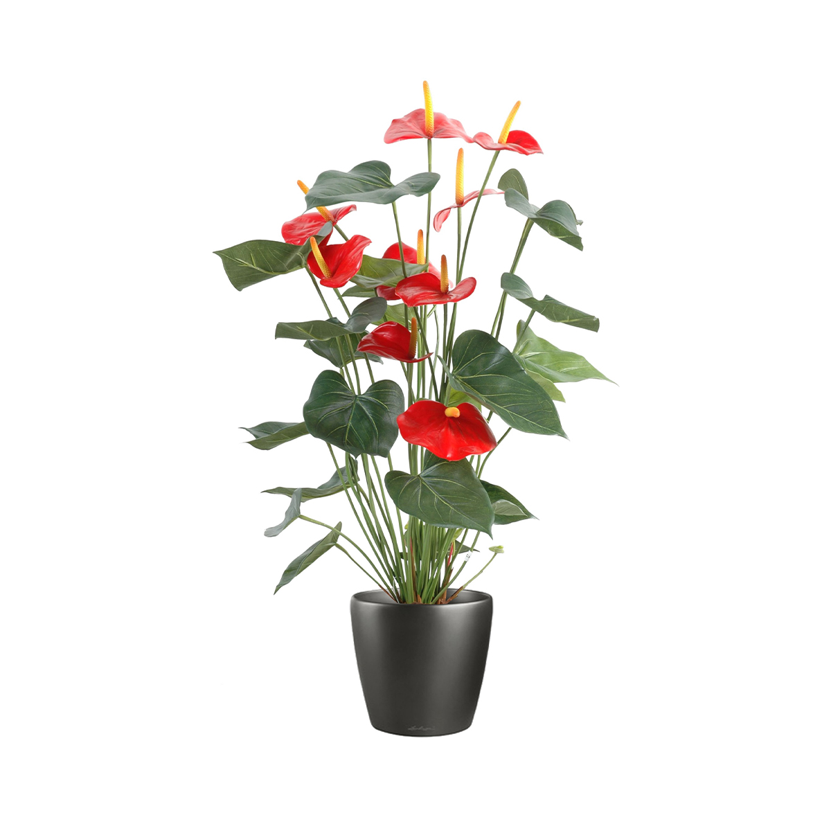 Anthurium rouge