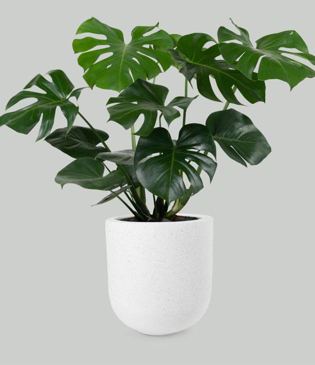 Philodendron