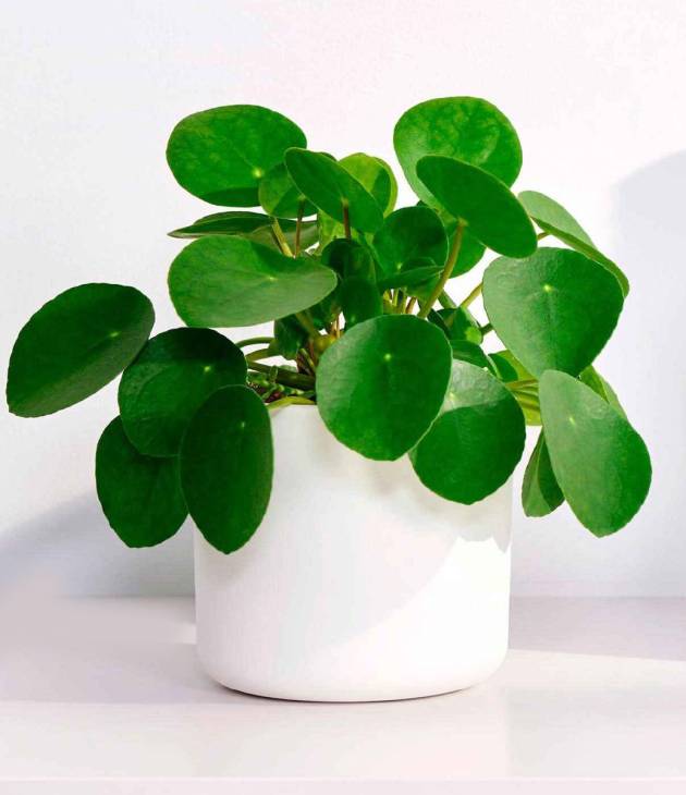 Pilea