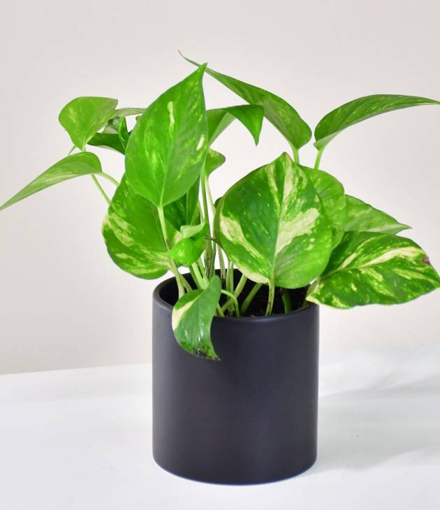 le pothos