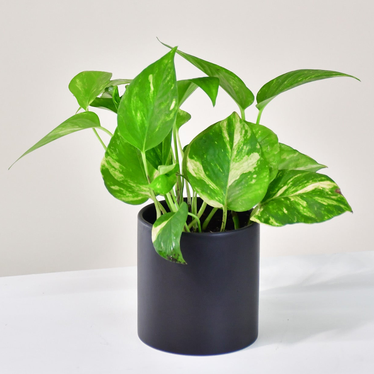 le pothos
