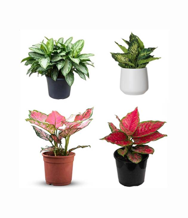 Aglaonema