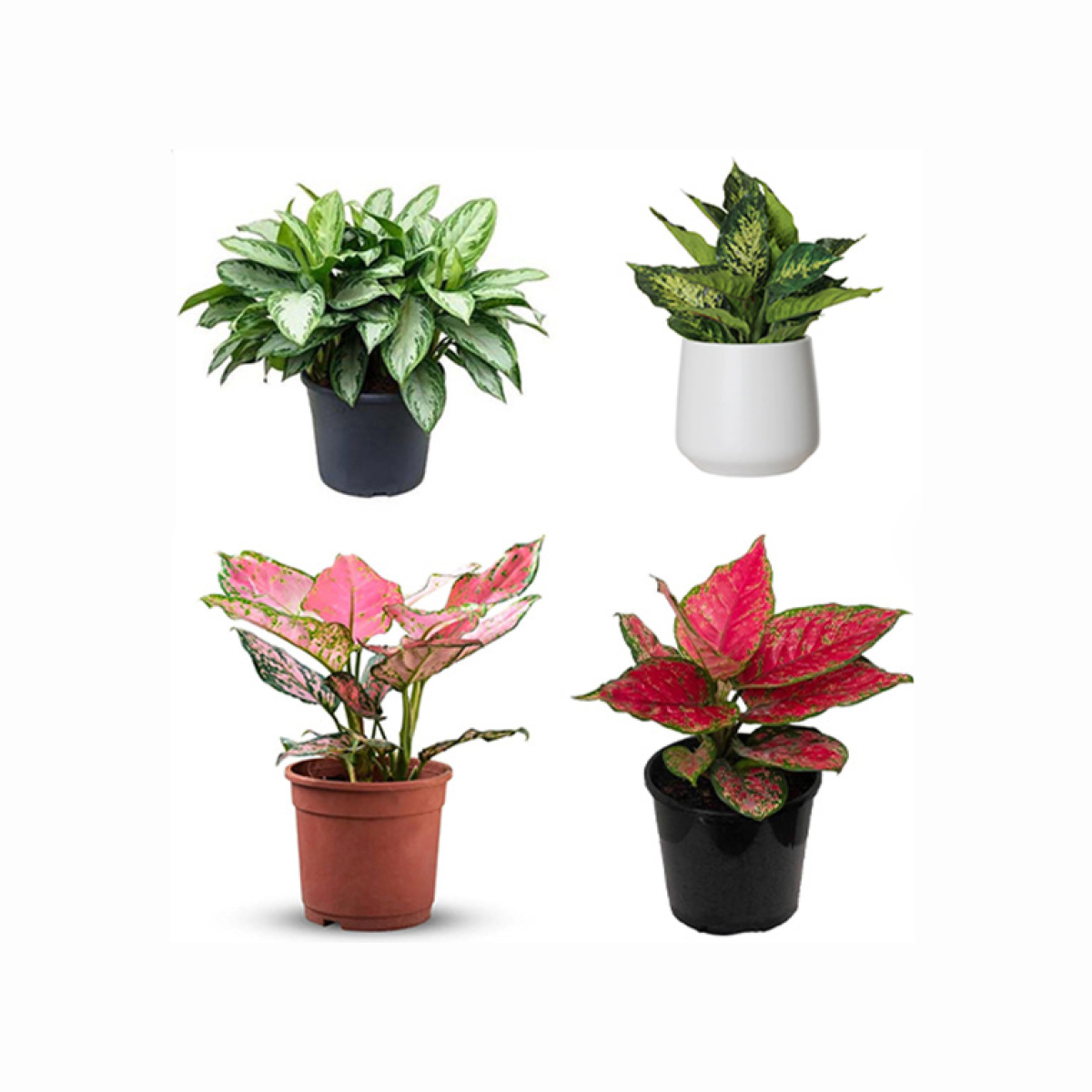 Aglaonema