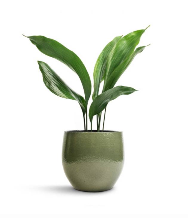 Aspidistra Elatior