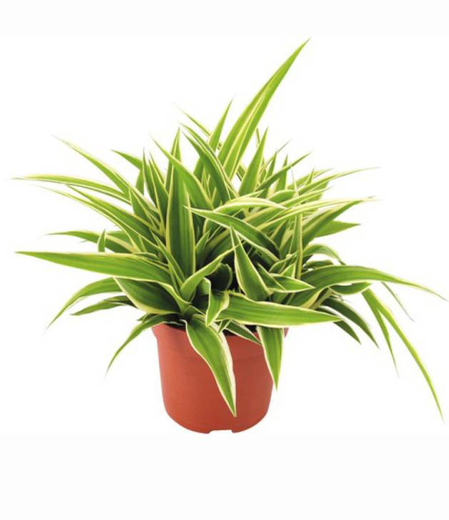 Chlorophyton chevelu