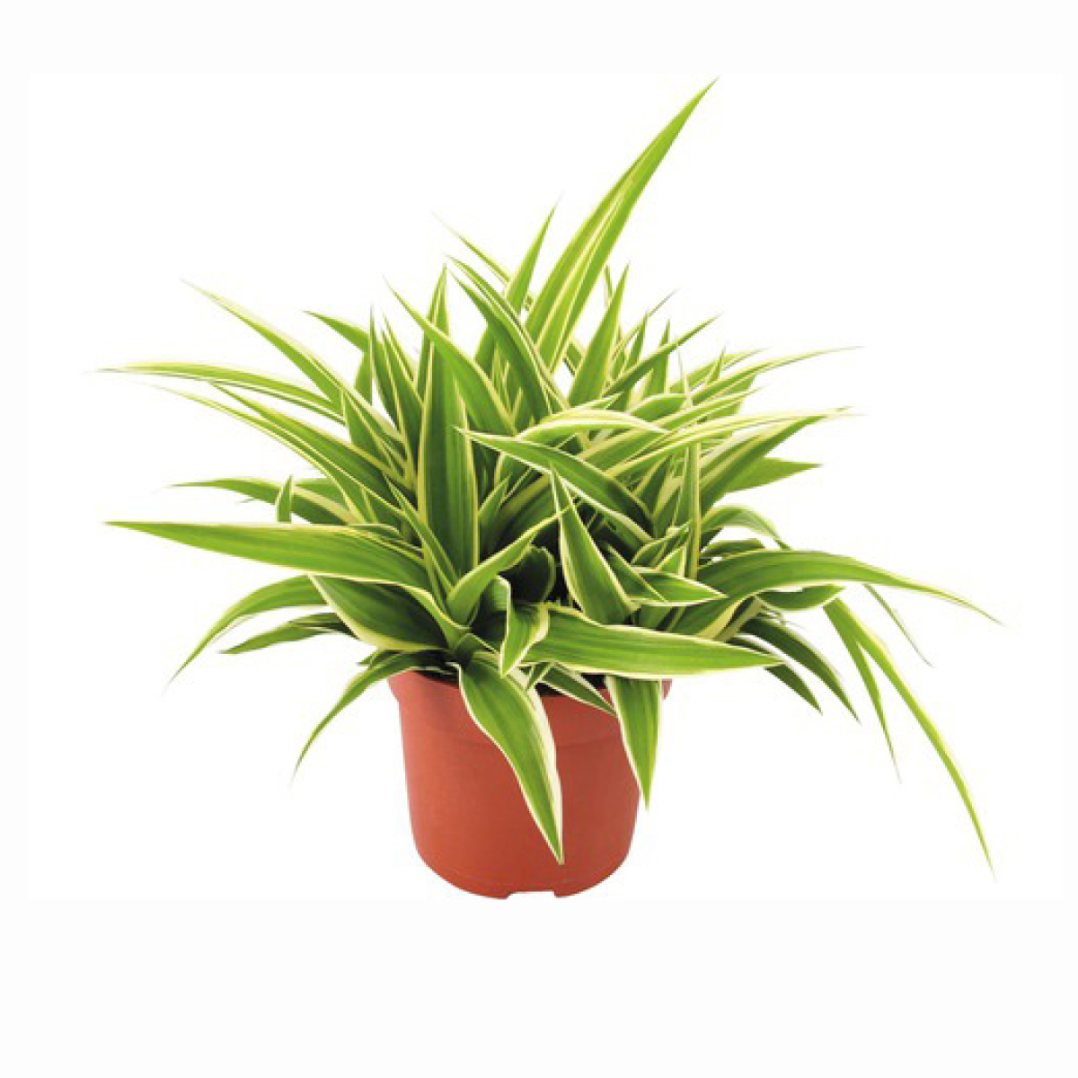 Chlorophyton chevelu