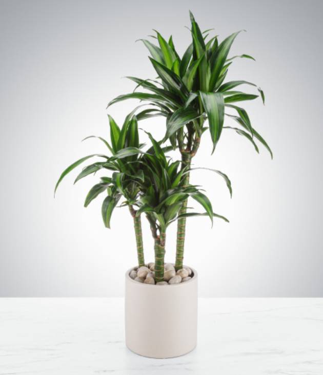 Dracaena