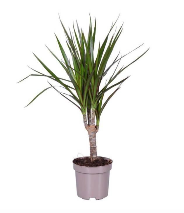 Dracaena yucca