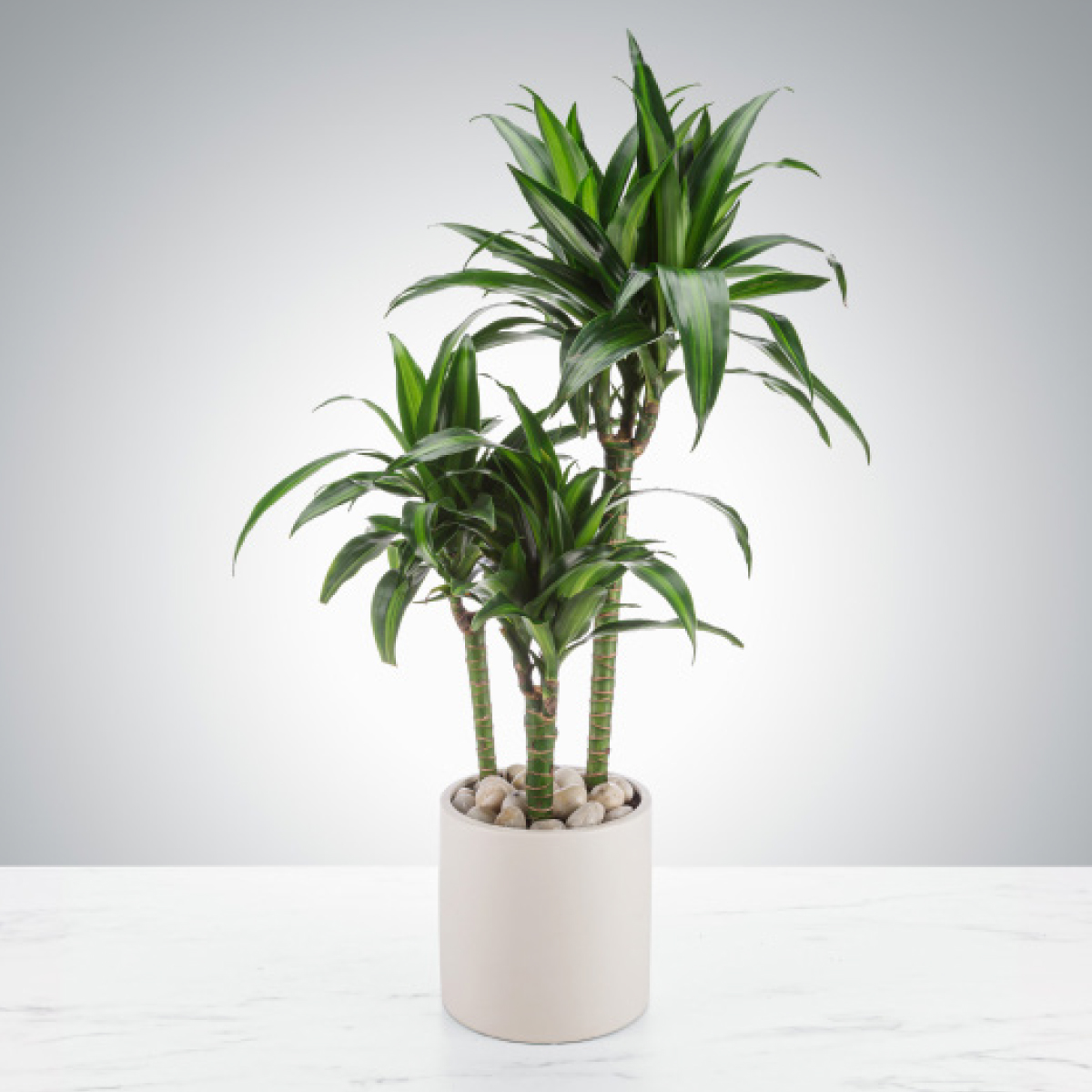 Dracaena