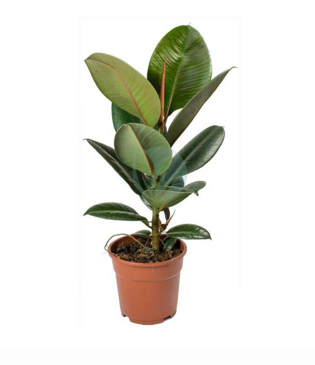 Ficus elastica