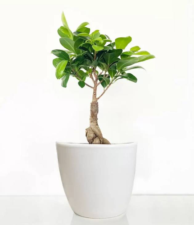 Ficus ginseng