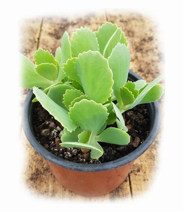 Kalanchoe marmorata