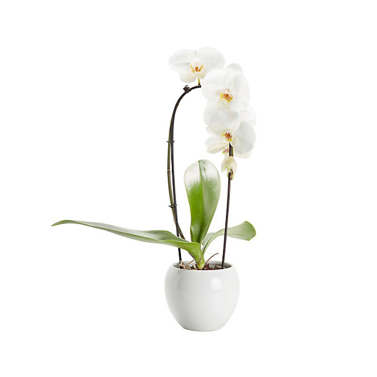 L’orchidée