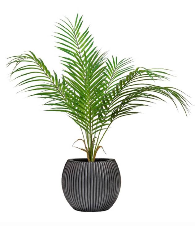 Palmier Areca
