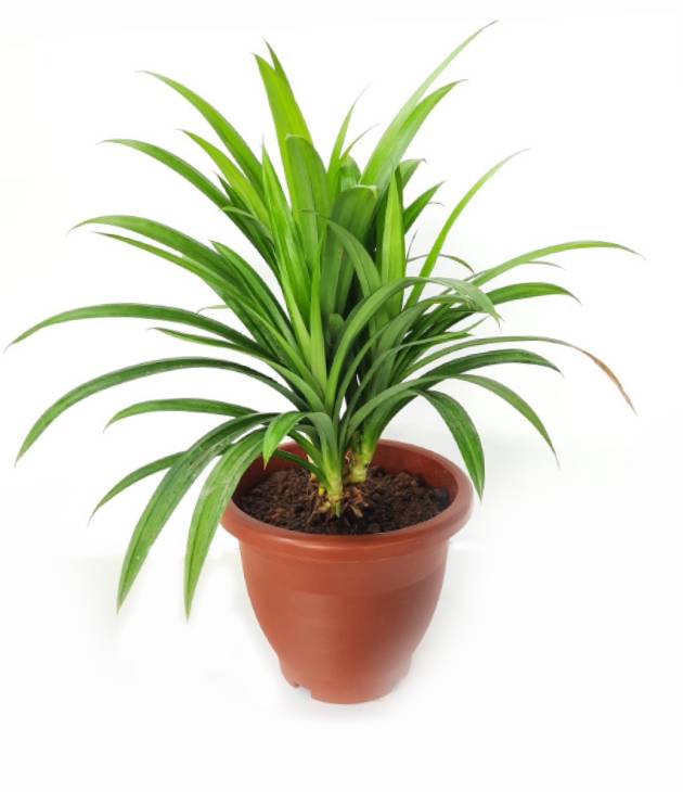 Pandanus amaryllifolius