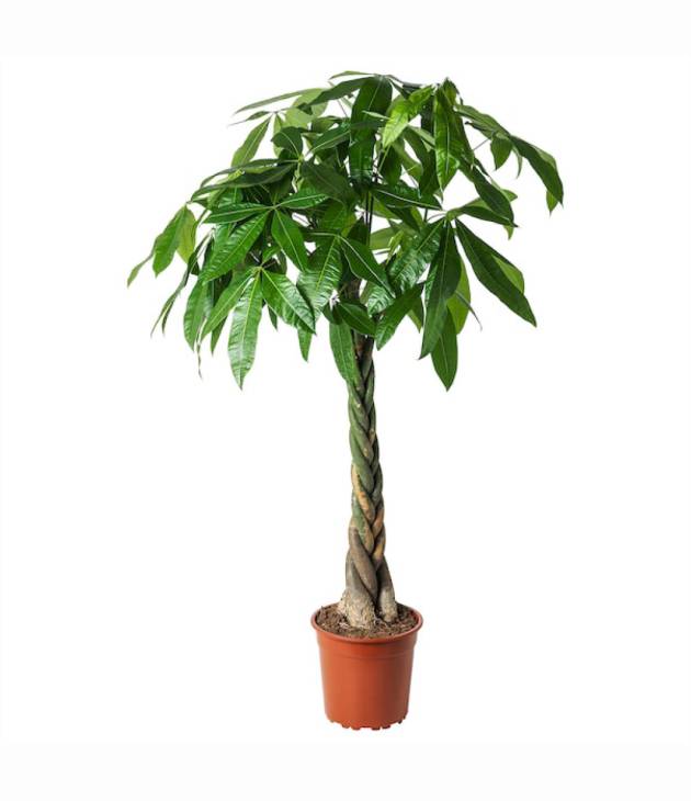 Plante de l’argent