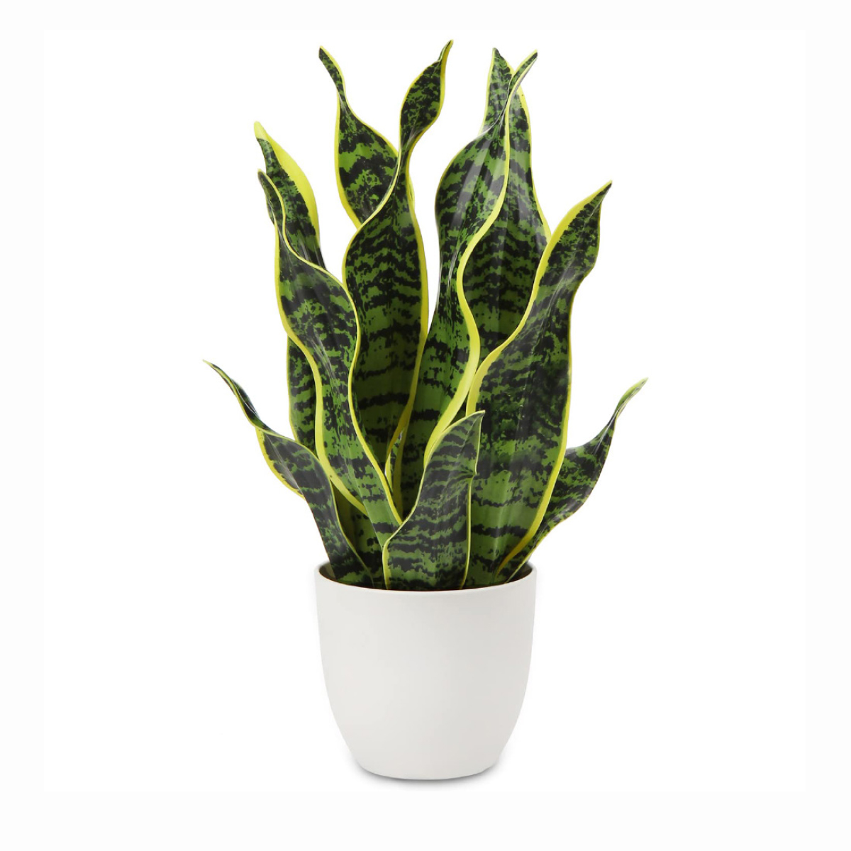 Sauseveria